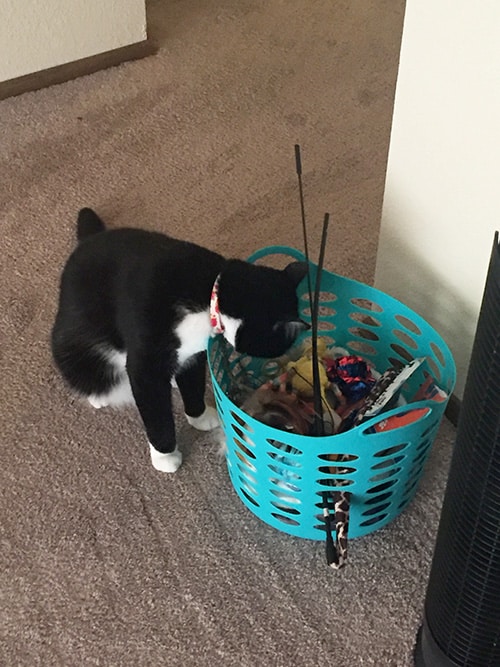 Tuxedo cat and a basket