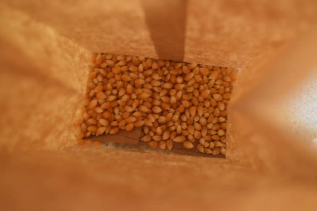 Unpopped popcorn kernels