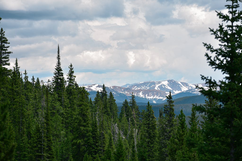 Lush evergreen forest with a backdrop of snow-capped mountains in Colorado.
